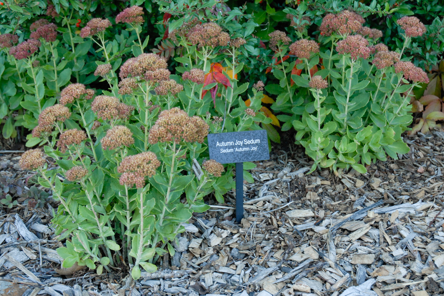 Autumn Joy Sedum